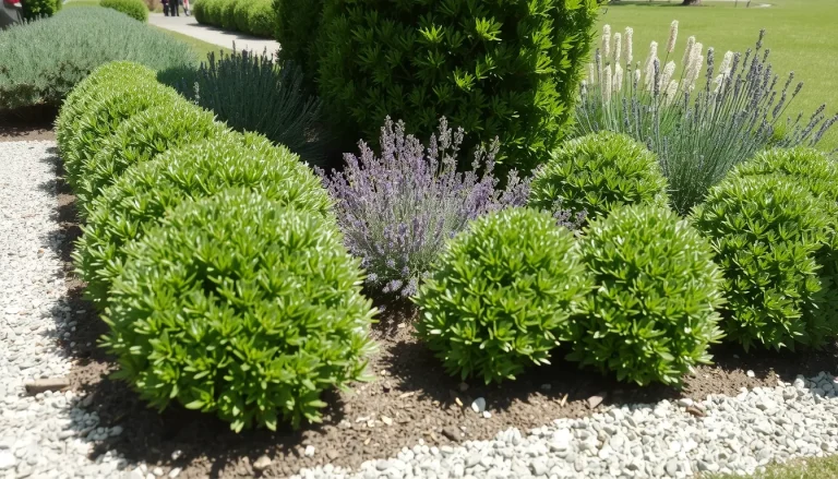 Plantes pour Bordure Sans Entretien : Sélection Inratable